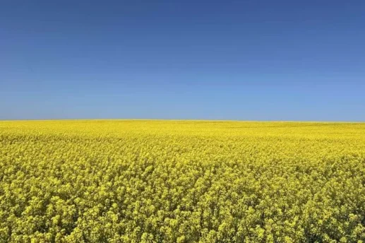 Озимий ріпак в Україні під загрозою через шкідників і хвороби: аграрії отримали нові рекомендації